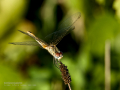 Libélula - Sympetrum fonscolombii - Pixaví nervat