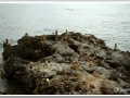 20130908-Cala Blanca_03.jpg