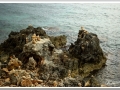 20130908-Cala Blanca_04.jpg