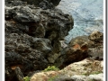 20130908-Cala Blanca_06.jpg