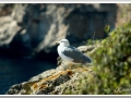 20130906b-Cova d'en Xoroi_01.jpg