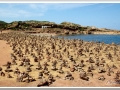 20130904-Platja de Binimela_14