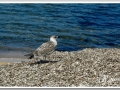 20130904-Platja de Binimela_23