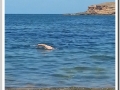 20130904-Platja de Binimela_25