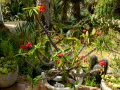 MariMurtra (Jardí Botànic)
