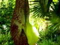 MariMurtra (Jardí Botànic)