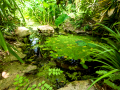 MariMurtra (Jardí Botànic)