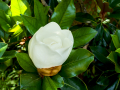 MariMurtra (Jardí Botànic)