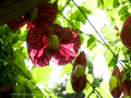 MariMurtra (Jardí Botànic)