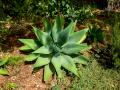 MariMurtra (Jardí Botànic)