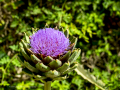 MariMurtra (Jardí Botànic)