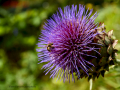 MariMurtra (Jardí Botànic)