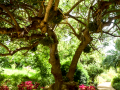 MariMurtra (Jardí Botànic)