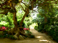 MariMurtra (Jardí Botànic)
