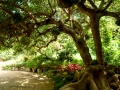 MariMurtra (Jardí Botànic)