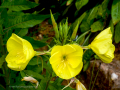 MariMurtra (Jardí Botànic)