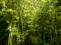 MariMurtra (Jardí Botànic)