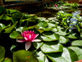 MariMurtra (Jardí Botànic)