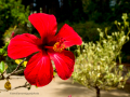 MariMurtra (Jardí Botànic)