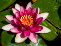 MariMurtra (Jardí Botànic)