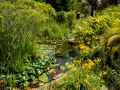 MariMurtra (Jardí Botànic)