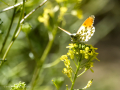 Mariposa Aurora o Mariposa Musgosa - Anthocharis cardamines - Aurora
