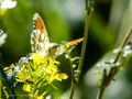 Mariposa Aurora o Mariposa Musgosa - Anthocharis cardamines - Aurora