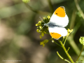 Mariposa Aurora o Mariposa Musgosa - Anthocharis cardamines - Aurora