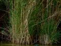 Martín Pescador