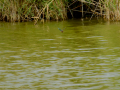 Martín Pescador