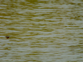 Martín Pescador