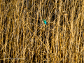 Martín pescador común - Alcedo atthis - Blauet comú