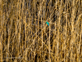 Martín pescador común - Alcedo atthis - Blauet comú