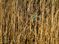 Martín pescador común - Alcedo atthis - Blauet comú