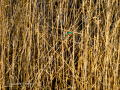 Martín pescador común - Alcedo atthis - Blauet comú