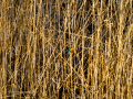 Martín pescador común - Alcedo atthis - Blauet comú