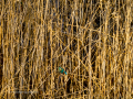 Martín pescador común - Alcedo atthis - Blauet comú