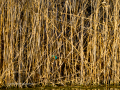 Martín pescador común - Alcedo atthis - Blauet comú