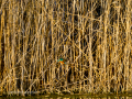 Martín pescador común - Alcedo atthis - Blauet comú