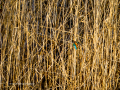 Martín pescador común - Alcedo atthis - Blauet comú