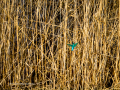 Martín pescador común - Alcedo atthis - Blauet comú