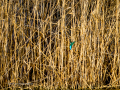 Martín pescador común - Alcedo atthis - Blauet comú