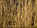 Martín pescador común - Alcedo atthis - Blauet comú