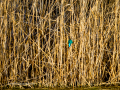 Martín pescador común - Alcedo atthis - Blauet comú