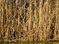 Martín pescador común - Alcedo atthis - Blauet comú