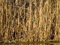 Martín pescador común - Alcedo atthis - Blauet comú