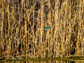 Martín pescador común - Alcedo atthis - Blauet comú