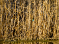 Martín pescador común - Alcedo atthis - Blauet comú