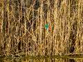 Martín pescador común - Alcedo atthis - Blauet comú