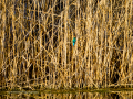 Martín pescador común - Alcedo atthis - Blauet comú